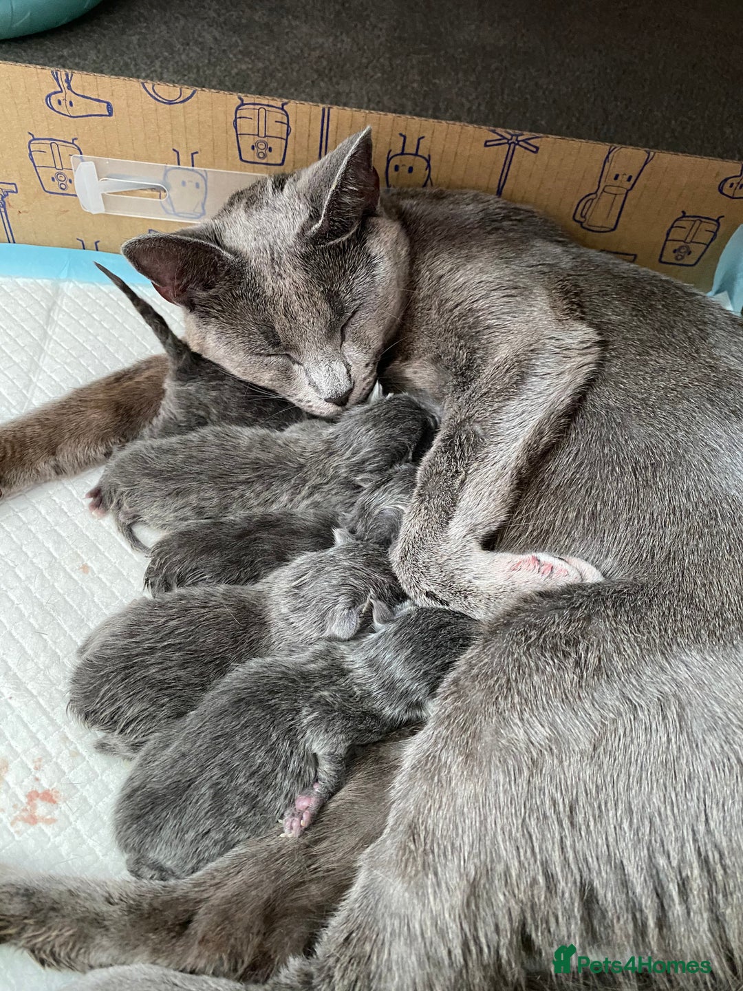 Russian Blue cats for sale: *TOP* Quality TICA GCCF Russsian Blue Kittens - Image 8