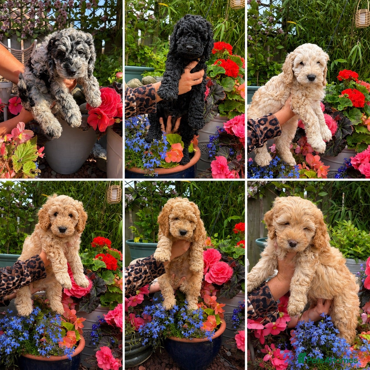 Cockapoo dogs Cockapoo F1B - 3/4 Toy Poodle puppies - Advert 6