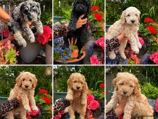 Cockapoo dogs Cockapoo F1B - 3/4 Toy Poodle puppies - Advert 6