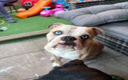 Old Tyme Bulldog dogs for sale: 🐶 Old Tyme English Bulldog  - Image 3
