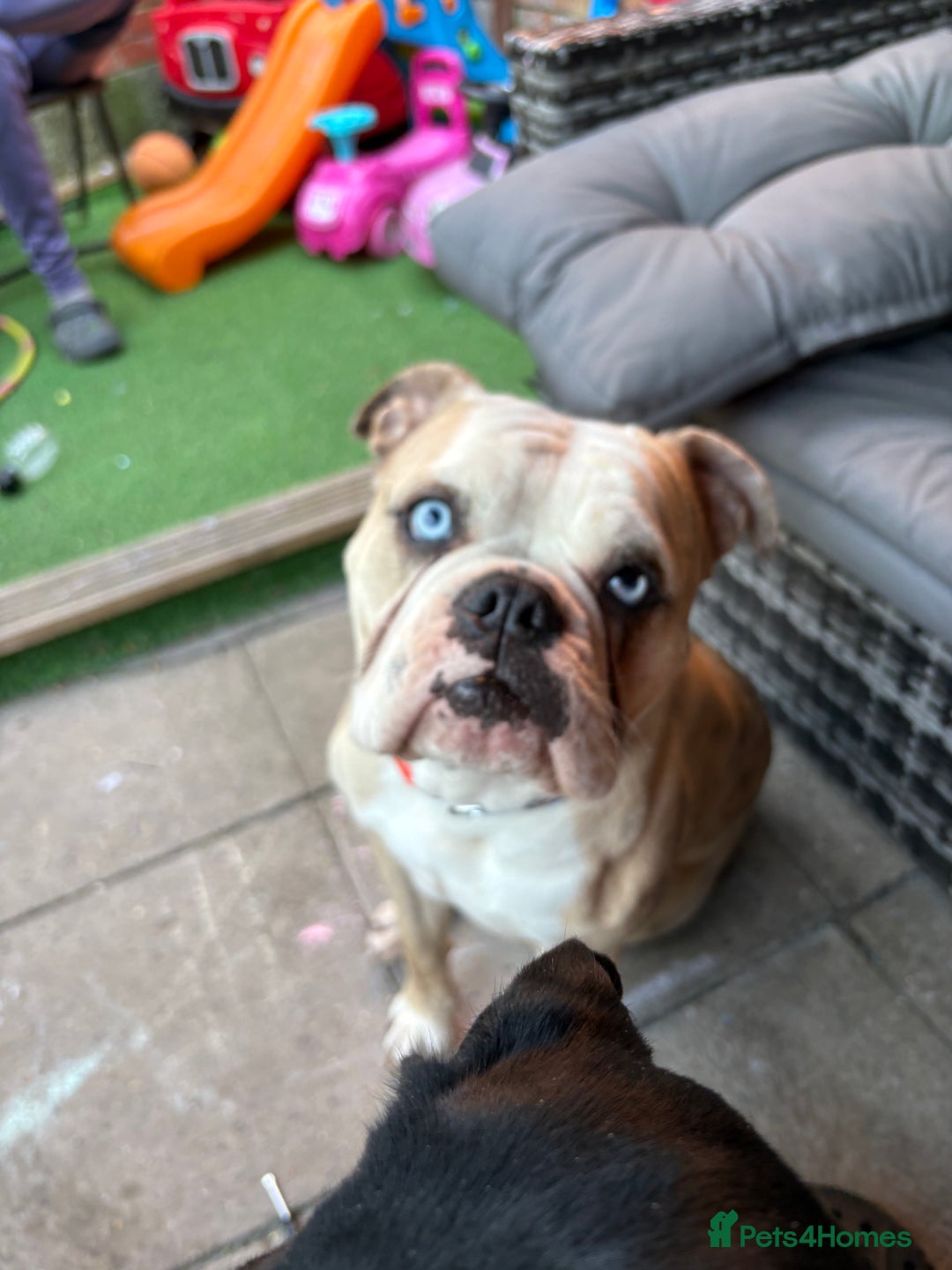 Old Tyme Bulldog dogs for sale: 🐶 Old Tyme English Bulldog  - Image 3