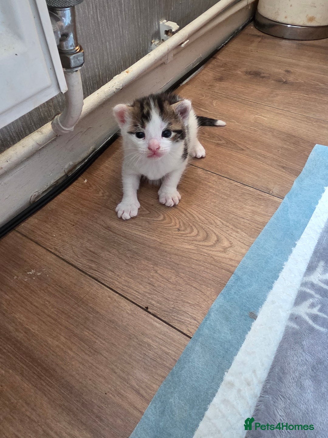 British Shorthair cats for sale: Kittens - Image 4