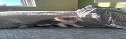 Mixed Breed cats for sale: 5 beautiful black tie/ ragdoll kittens for sale  - Advert 1