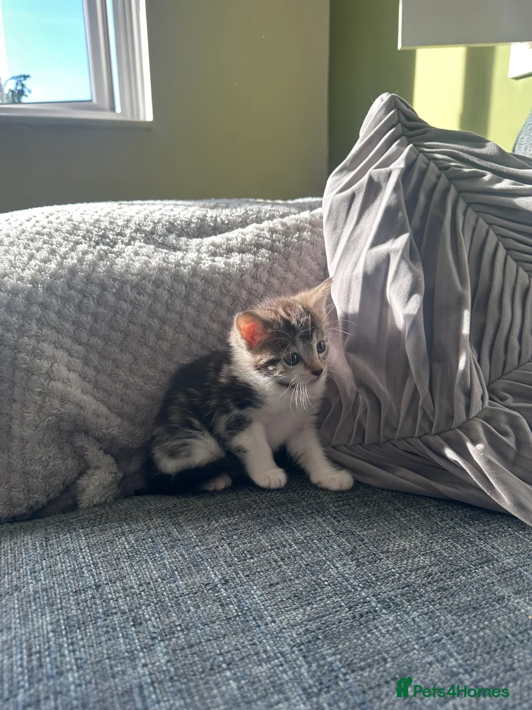 Mixed Breed cats for sale: 5 beautiful black tie/ ragdoll kittens for sale  - Advert 1