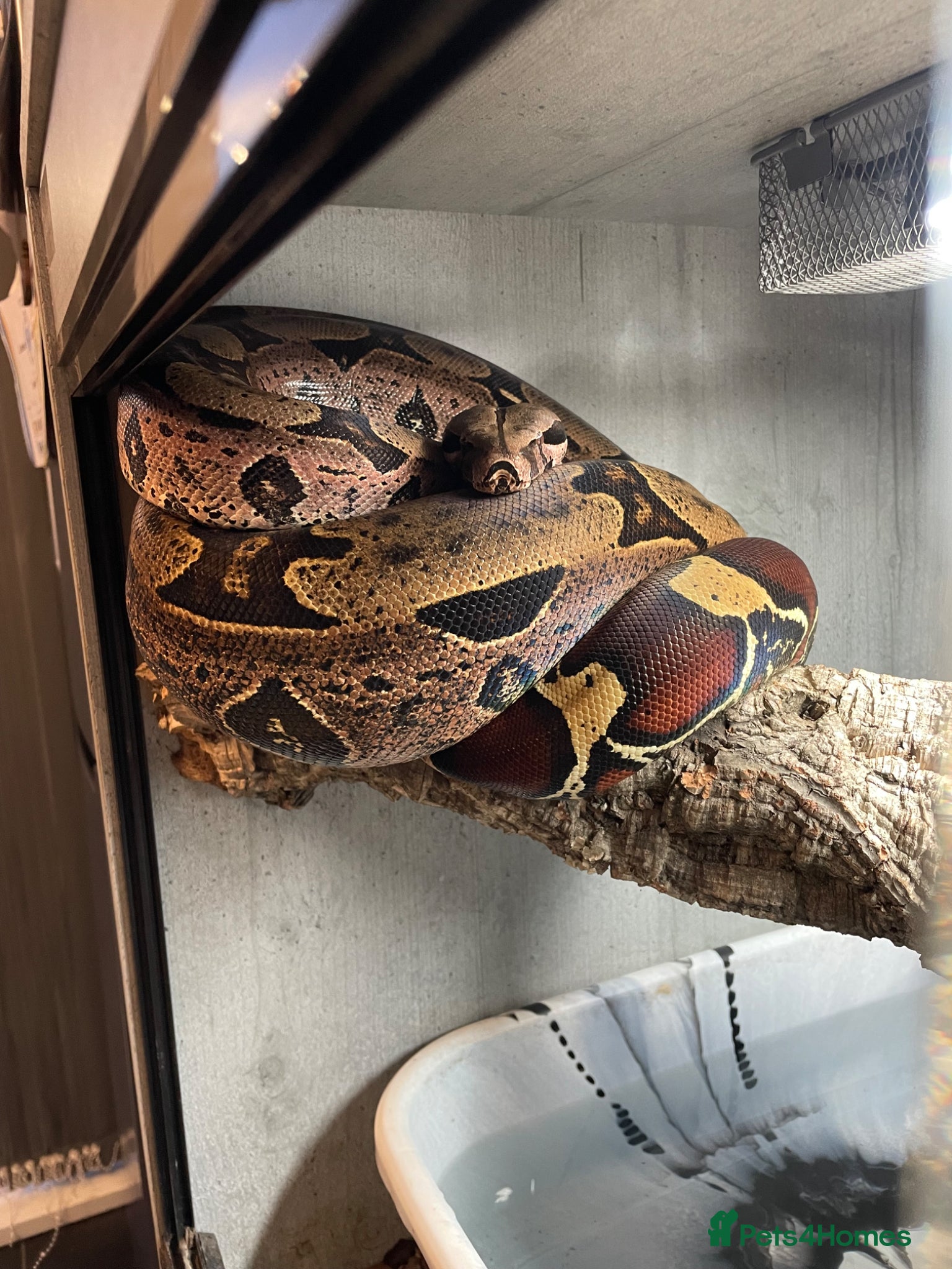 Boa Snake reptiles Male and female Suriname redtails - Advert 2