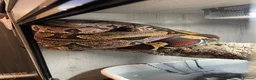 Boa Snake reptiles for sale: Male and female Suriname redtails in Stockton-on-Tees - Advert 1