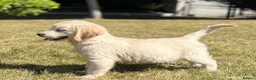 Golden Retriever dogs for sale: Stunning Golden Retriever Puppies for sale - Advert 2