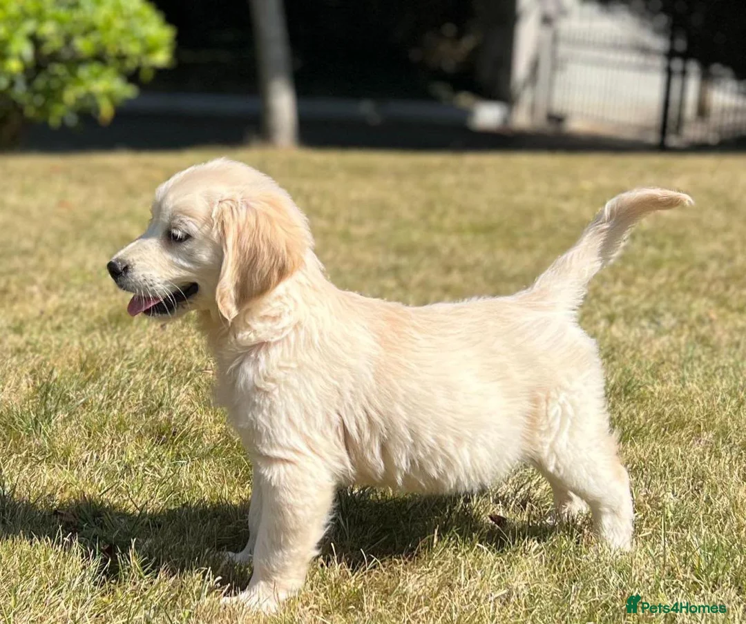 Golden Retriever dogs for sale: Stunning Golden Retriever Puppies for sale - Advert 2