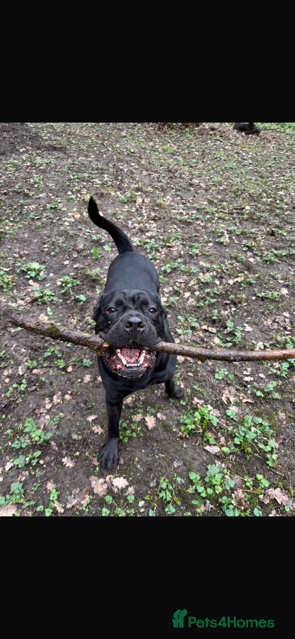 Cane Corso dogs Jorgie’s Story - Advert 1