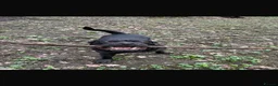 Cane Corso dogs for sale: Jorgie’s Story - Advert 1