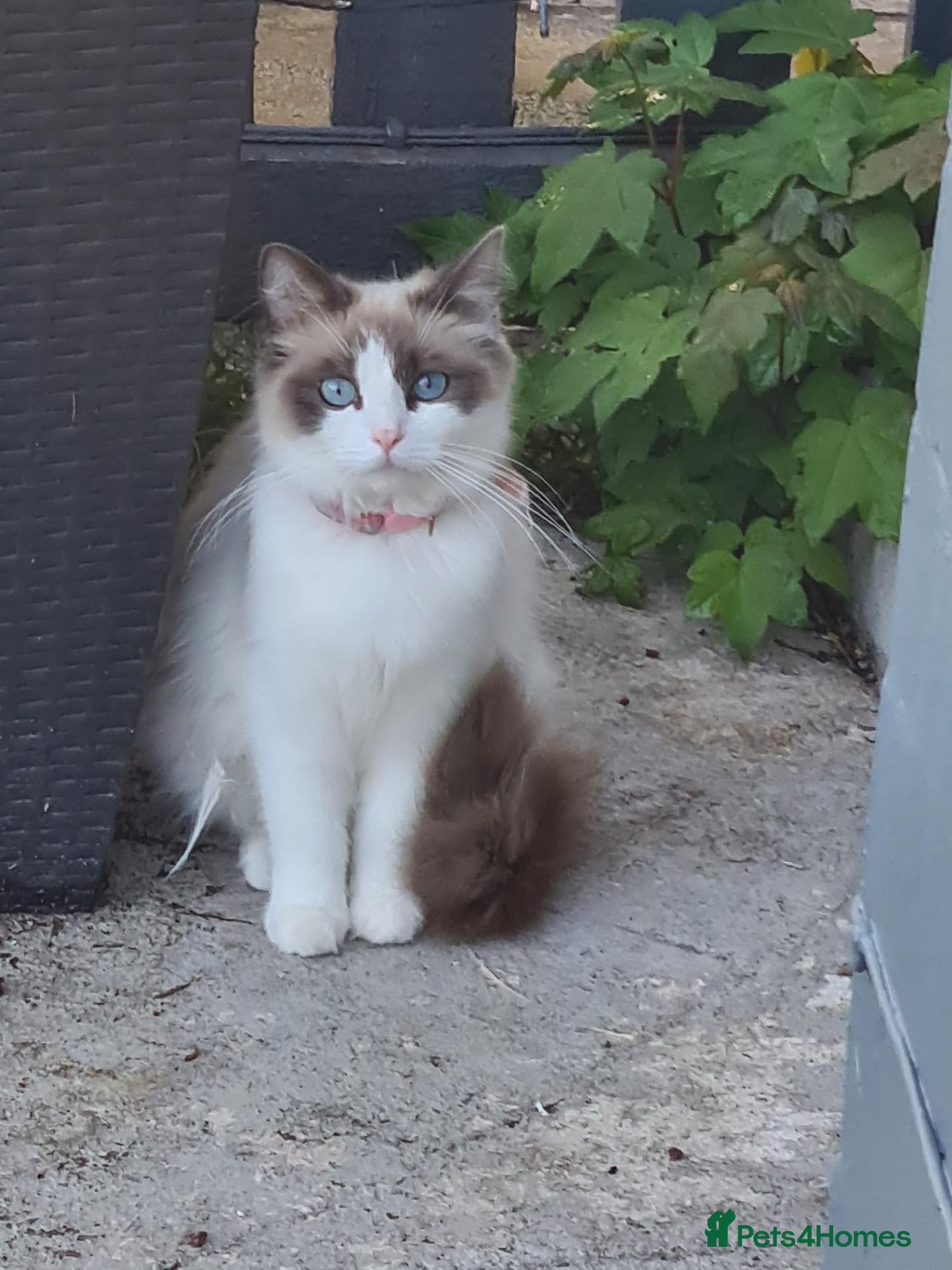 Ragdoll cats Ragdoll kittens Ready in 4 weeks - Advert 2