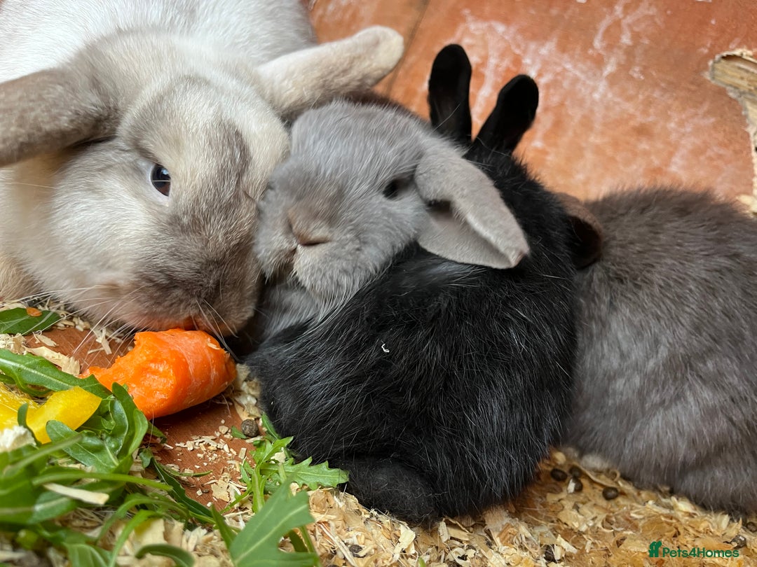 Mini Lop rabbits for sale: Mini lops for sale  - Advert 7