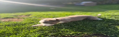 Border Collie 3