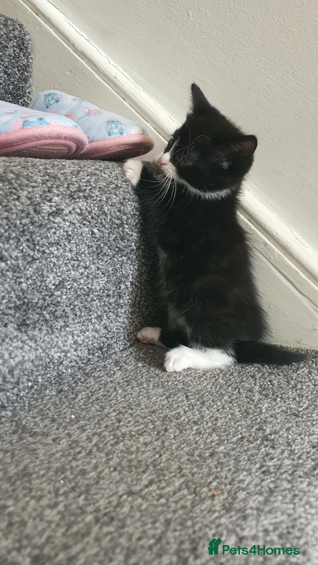 Mixed Breed cats for sale: Two adorable kittens are looking for new home - Advert 2