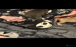 French Bulldog dogs for sale: French Bulldog Puppies 3 Male 4 Female  - Image 24