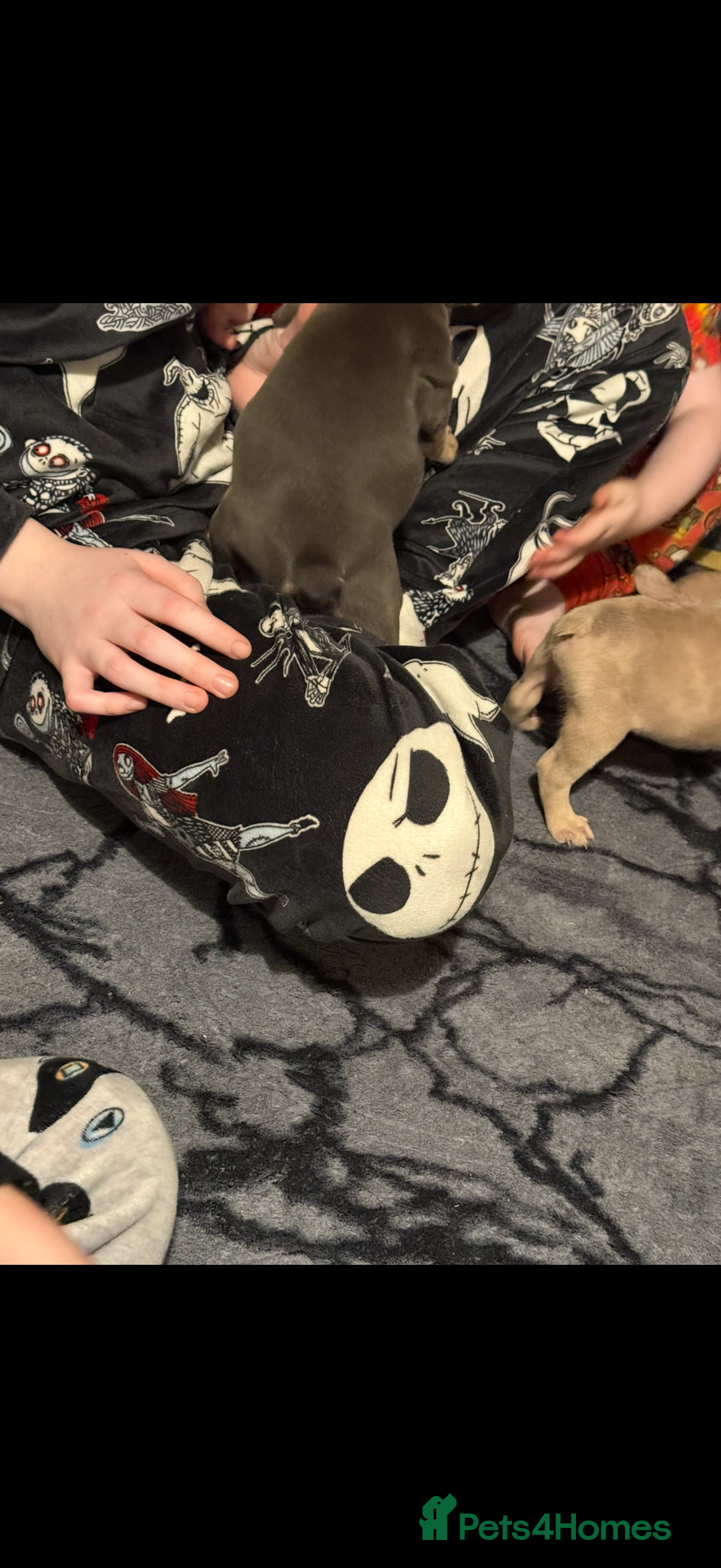 French Bulldog dogs for sale: French Bulldog Puppies 3 Male 4 Female  - Image 24