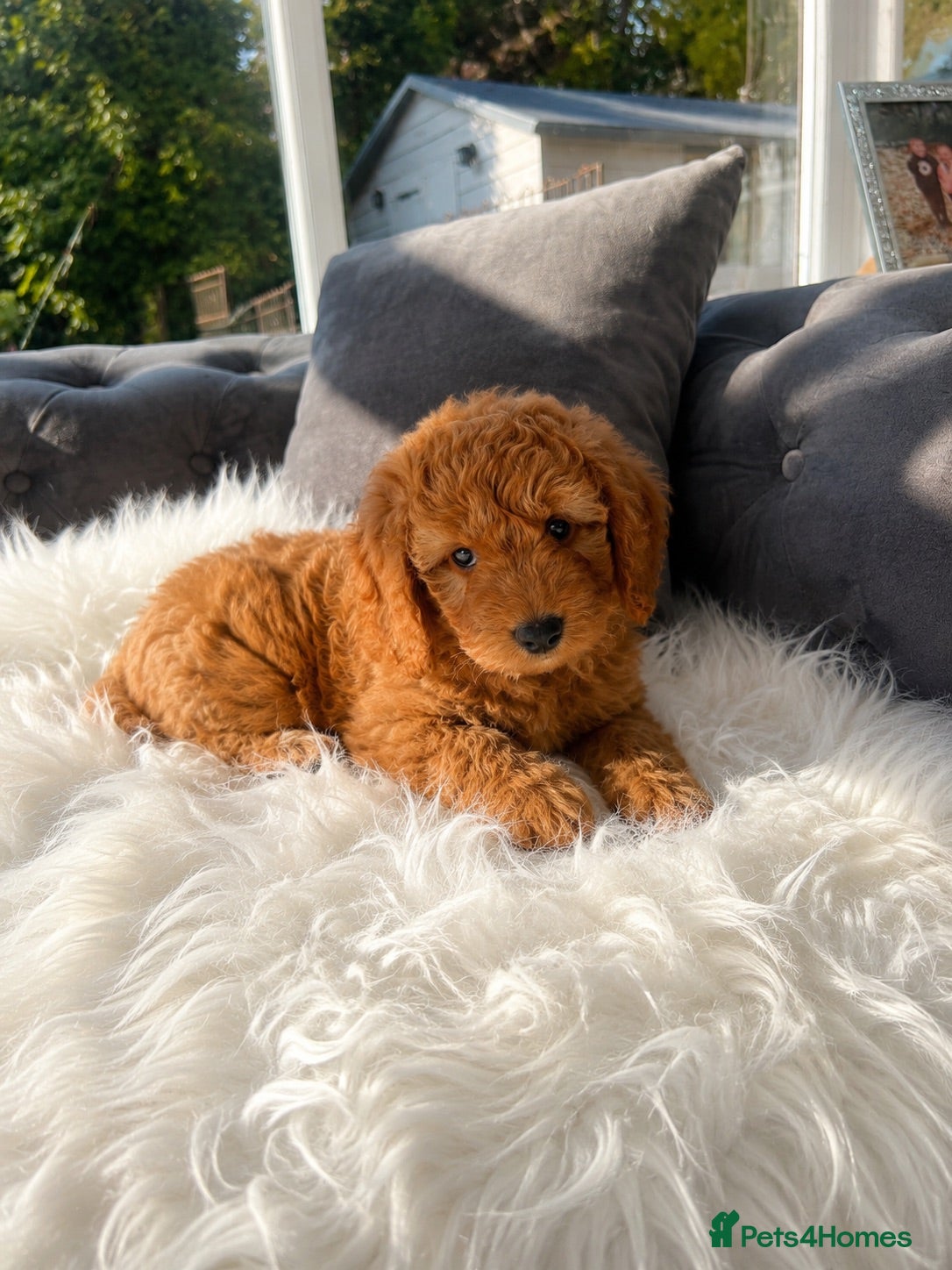 Cockapoo dogs F1 golden cockapoo puppies  - Advert 2
