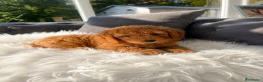 Cockapoo 5