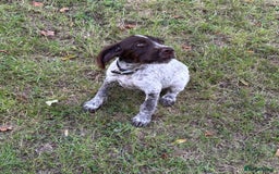 Mixed Breed dogs for sale: German weirdhair pointer\working springer spaniel  - Image 5