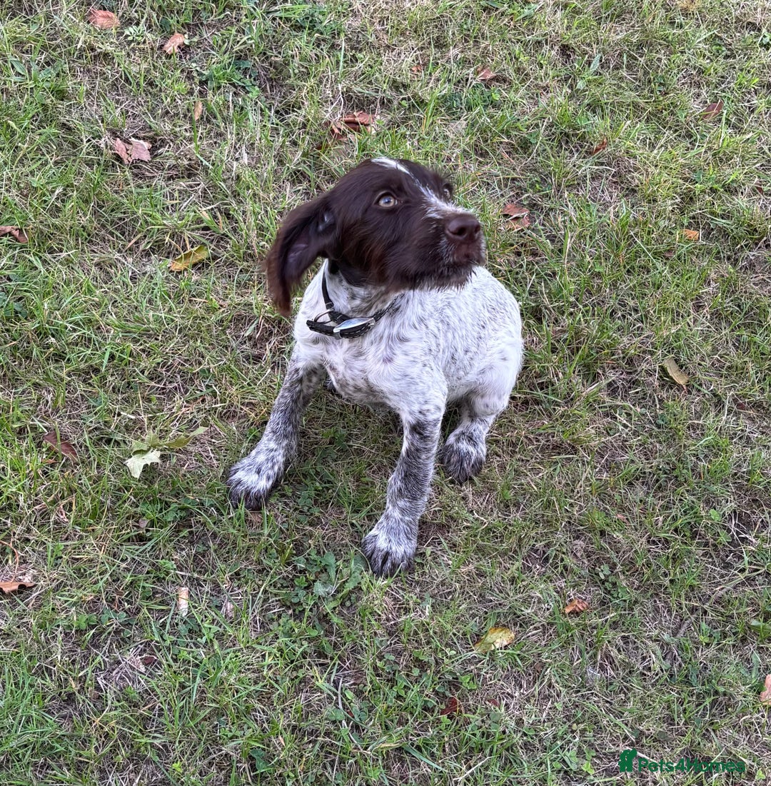 Mixed Breed dogs for sale: German weirdhair pointer\working springer spaniel  - Image 5