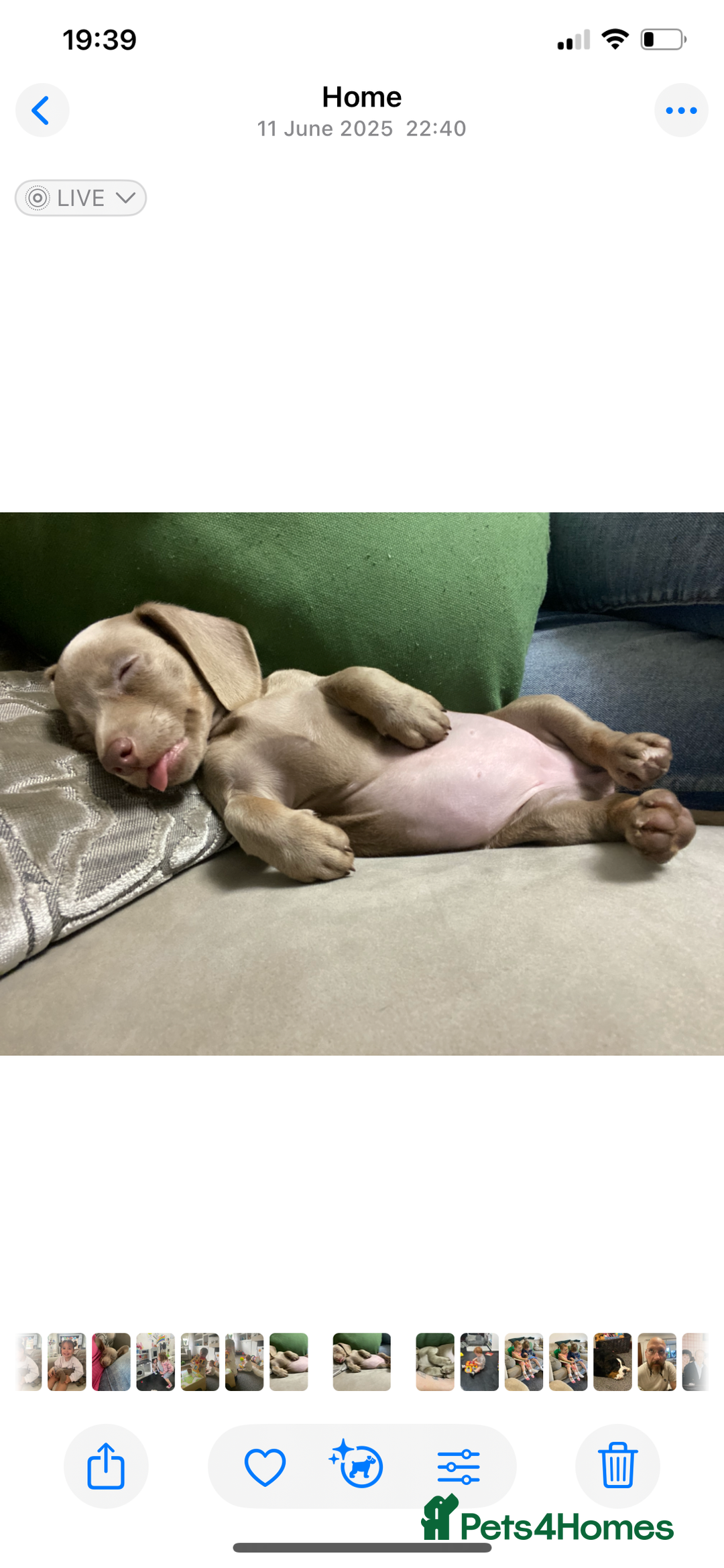 Dachshund dogs for sale: Miniature Dashaund  - Advert 8