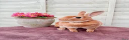 Rex rabbits for sale: Beautiful Orange Mini Rex doe - Advert 2
