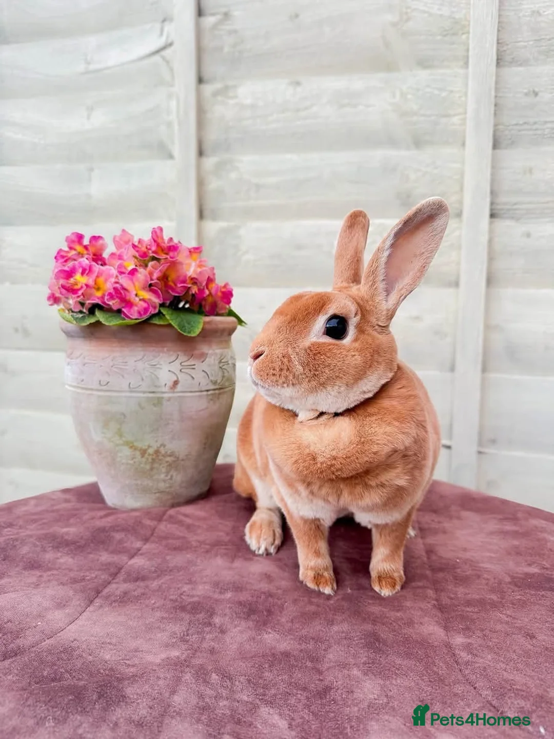 Rex rabbits for sale: Beautiful Orange Mini Rex doe - Advert 2
