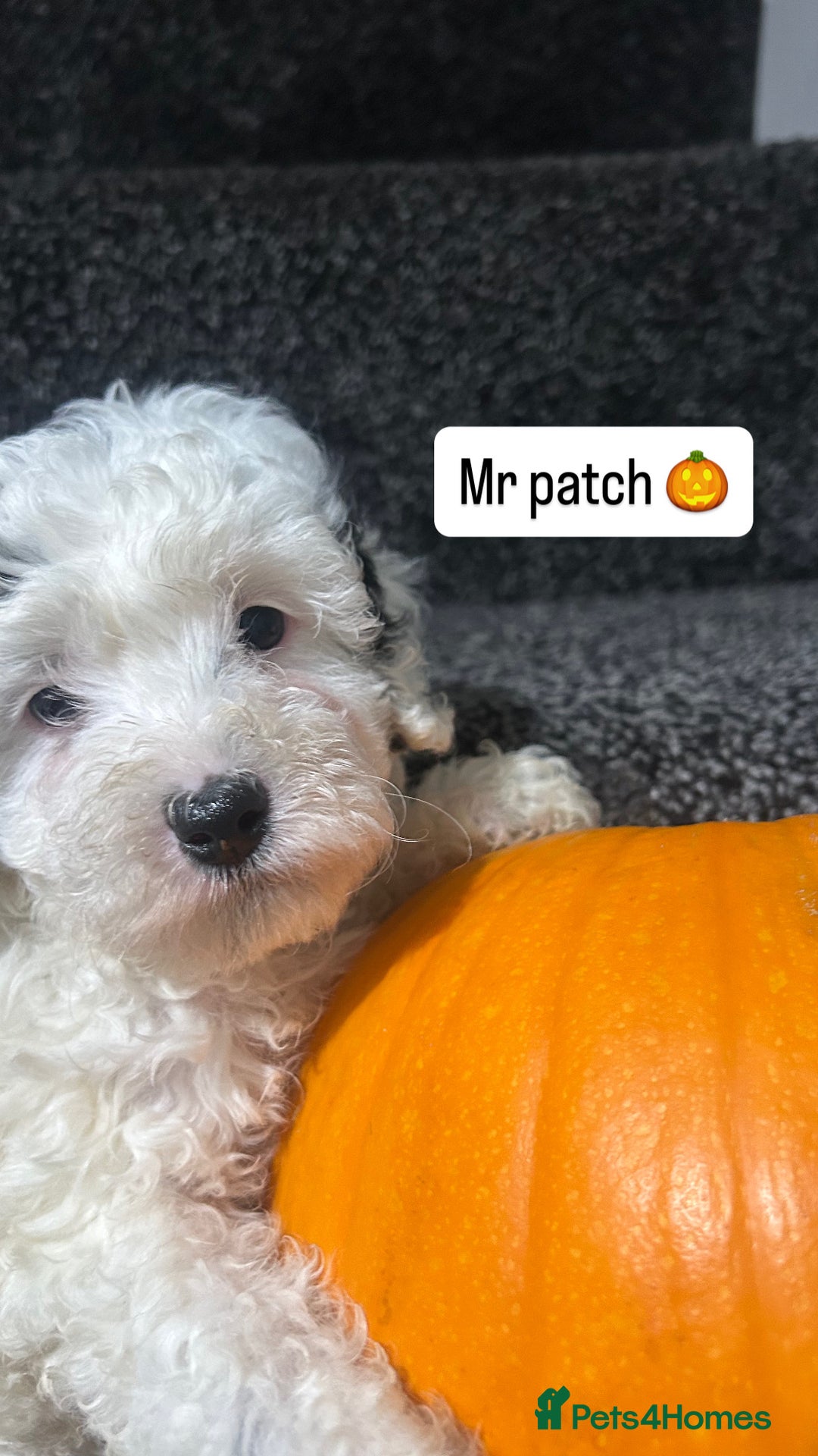 Cockapoo dogs for sale: Stunning toy cockapoo puppies  - Image 17