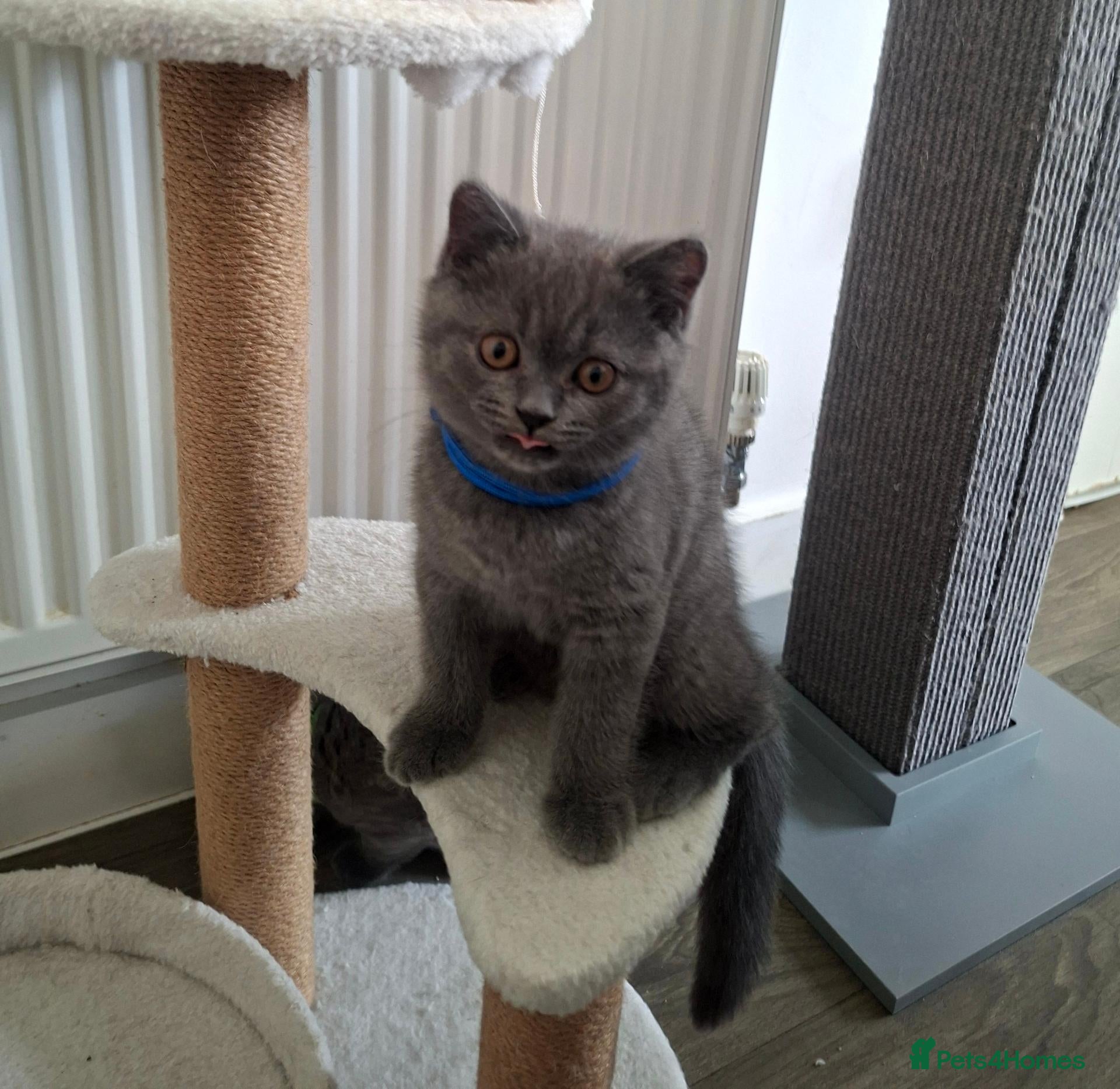 British Shorthair cats 💙 Last Blue Boy British Shorthair to Reserve 💙 - Advert 2