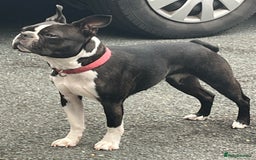 Boston Terrier dogs for sale: 🌟High Quality chunky KC Boston Terrier Puppies🌟 - Image 10