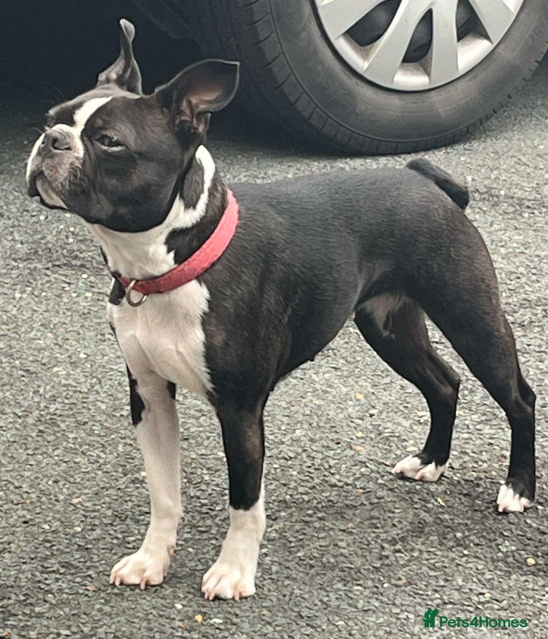 Boston Terrier dogs for sale: 🌟High Quality chunky KC Boston Terrier Puppies🌟 - Image 10