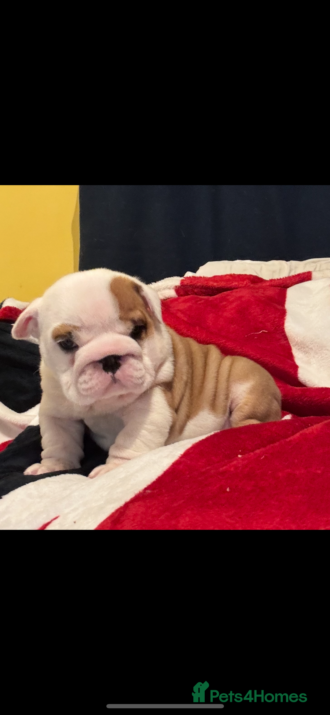 English Bulldog dogs for sale: ONE BEAUTIFUL BOY AVAILABLE  - Advert 6