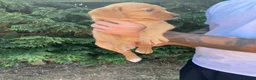 Goldador dogs for sale: Beautiful Red Goldador puppies  - Advert 3