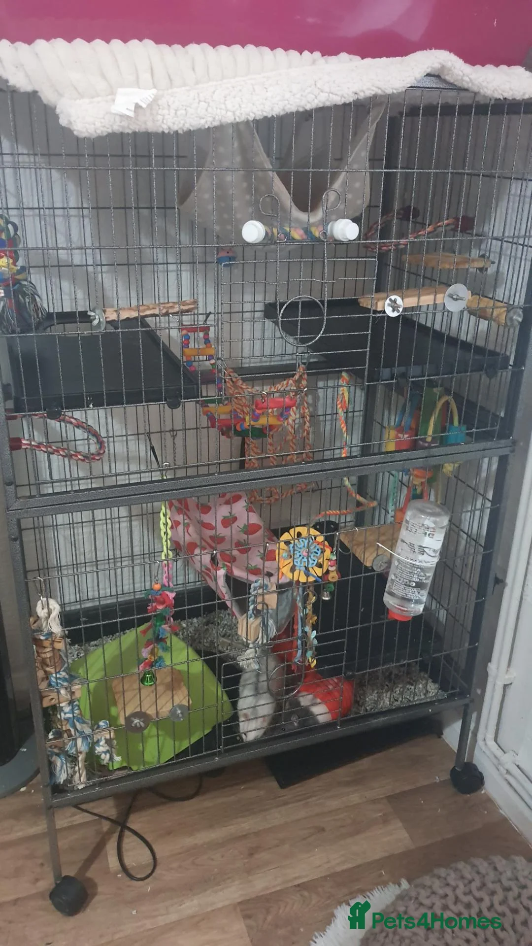 Rat rodents for sale: 2 male rats and cage  - Advert 2