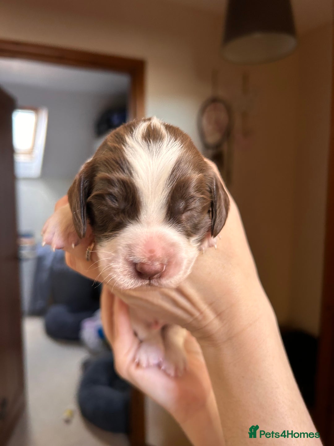 English Springer Spaniel dogs for sale: English springer spaniel puppies  - Advert 5