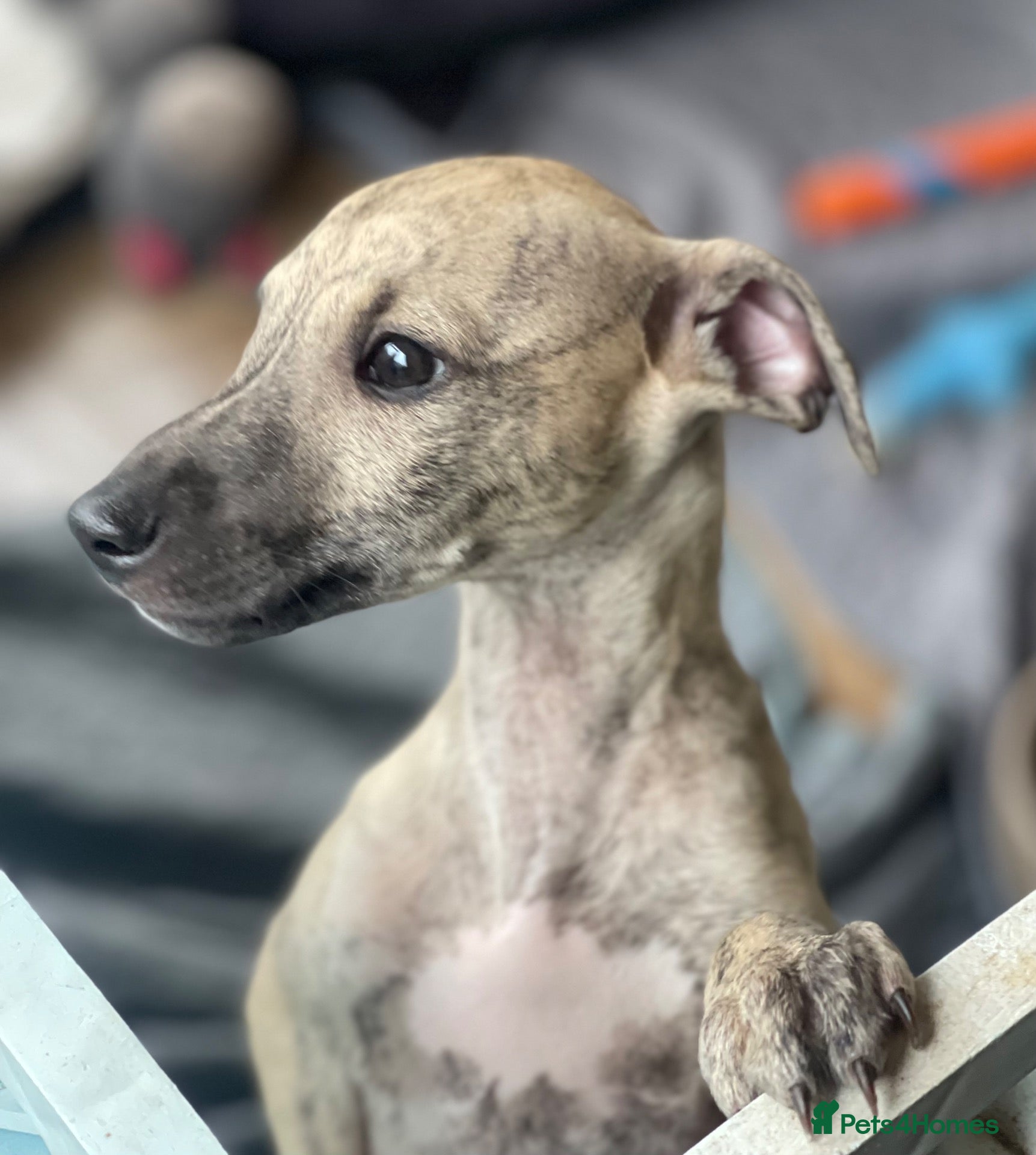 Italian Greyhound dogs 1 stunning brindle boy Wiggy licensed breeder  - Advert 2