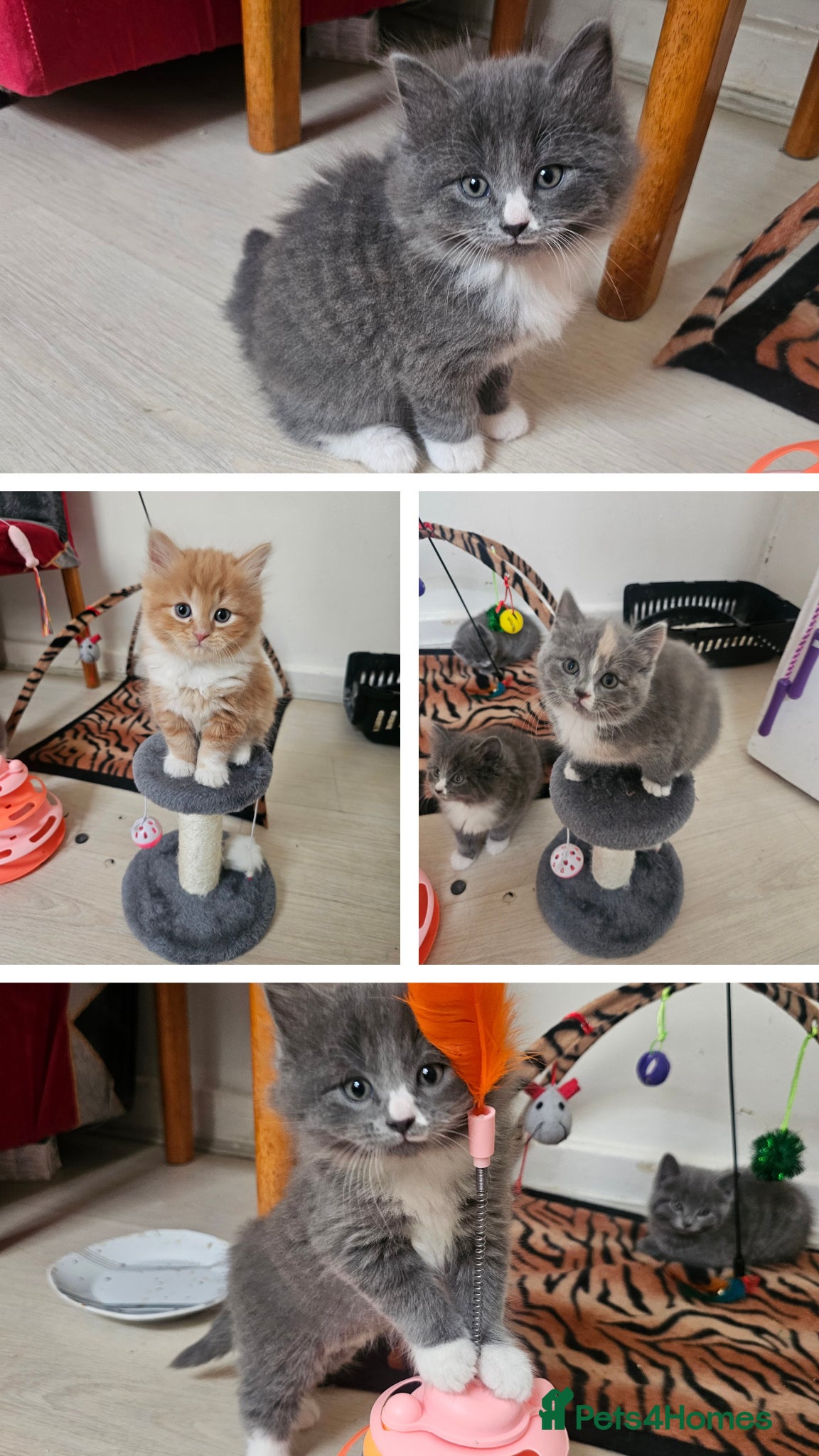 British Shorthair cats BRITISH SHORTHAIR AND BRITISH LONGHAIR  - Advert 17