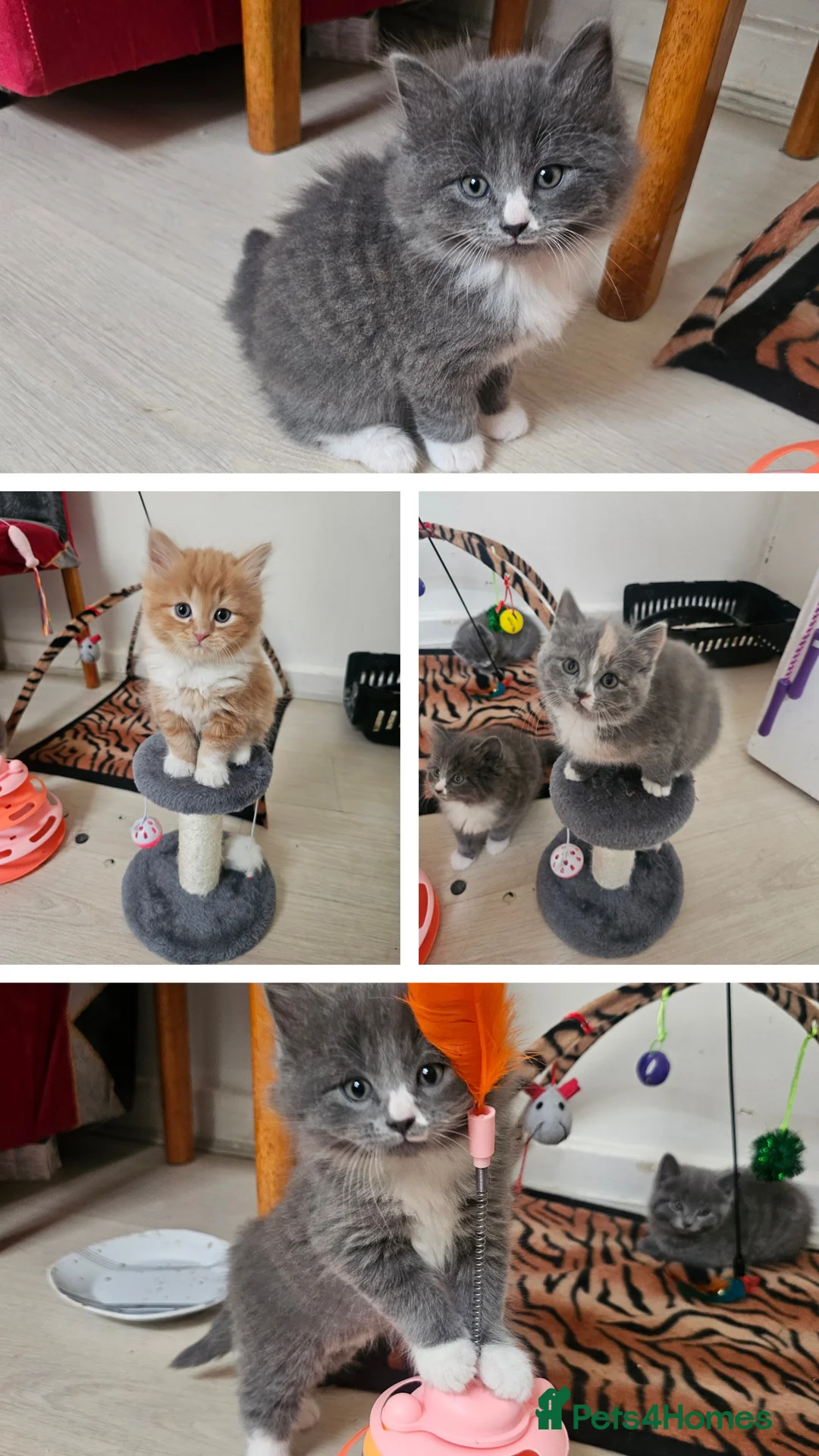 British Shorthair cats for sale: BRITISH SHORTHAIR AND BRITISH LONGHAIR  in Walsall - Advert 1