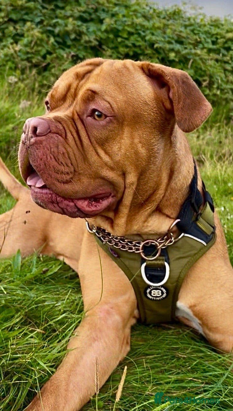 Mixed Breed dogs Mastiff Mix - Advert 1