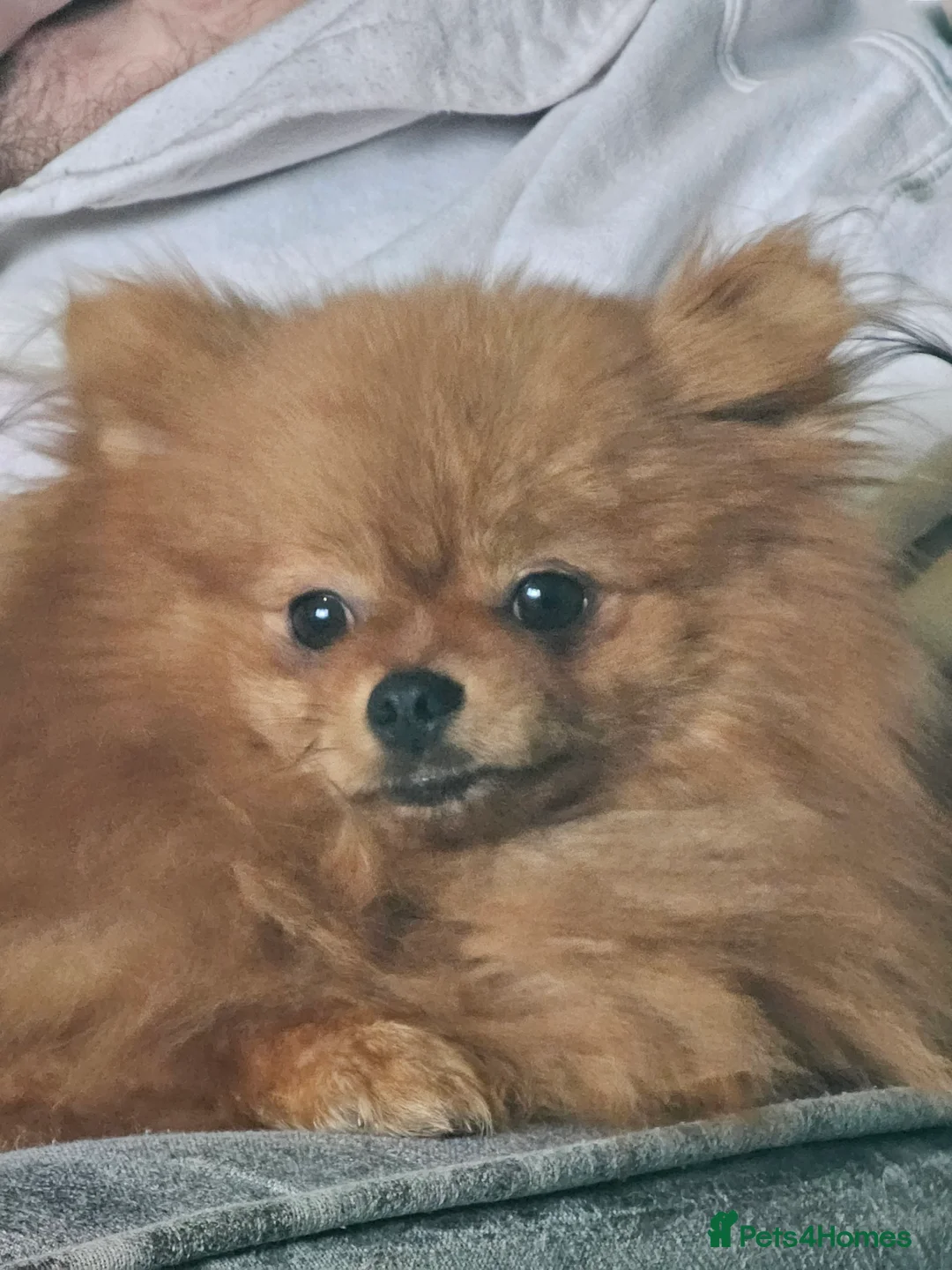 Pomeranian dogs for sale: ☆☆Tiny teddy☆☆ - Advert 1