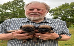 Border Terrier dogs for sale: Border Terrier Puppies - Image 1