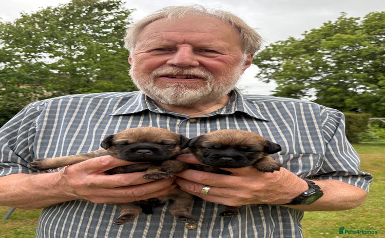 Border Terrier dogs - Advert 1