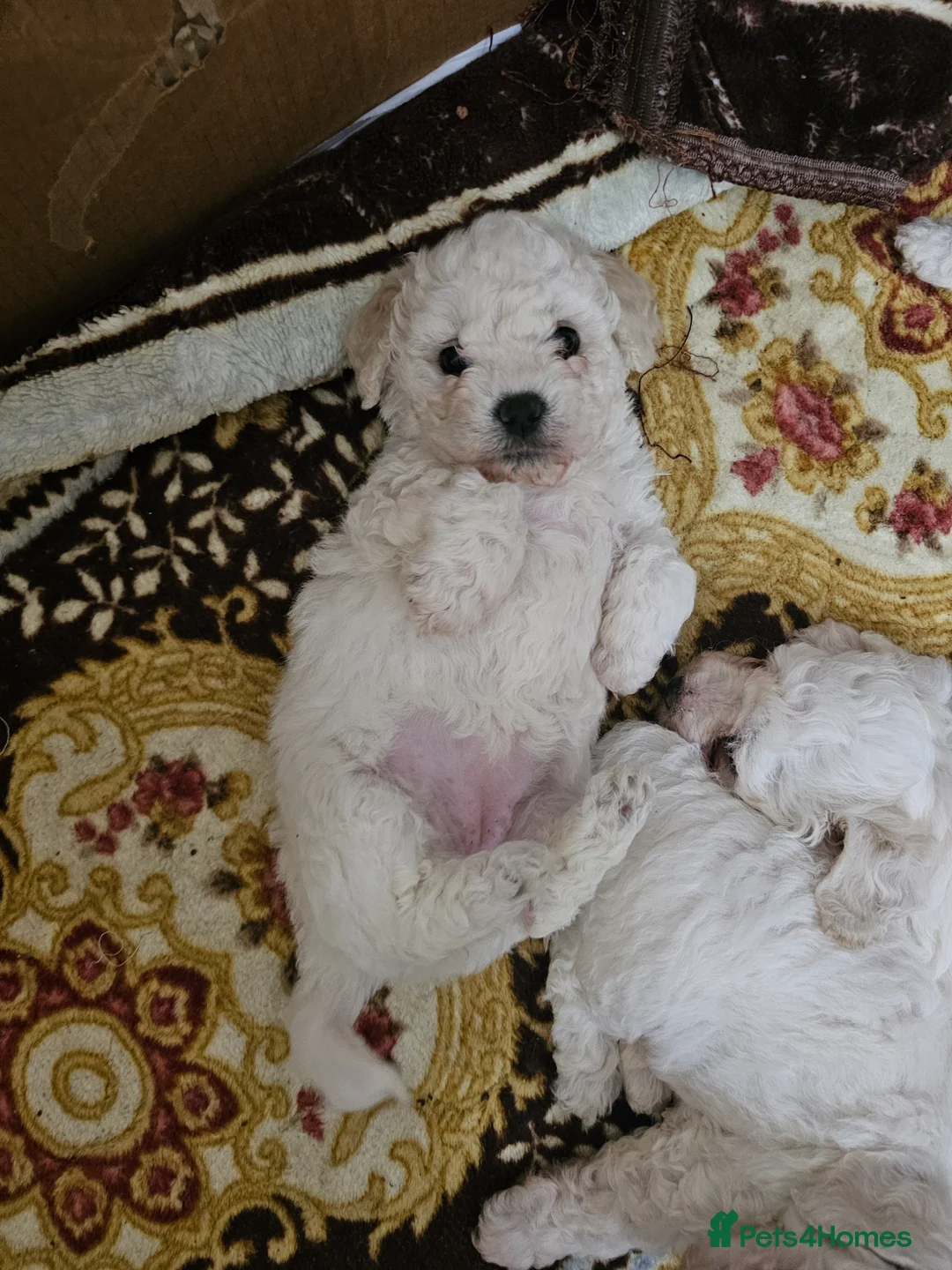 Bichon Frise dogs for sale: Bichon frise  in Stourbridge - Advert 2