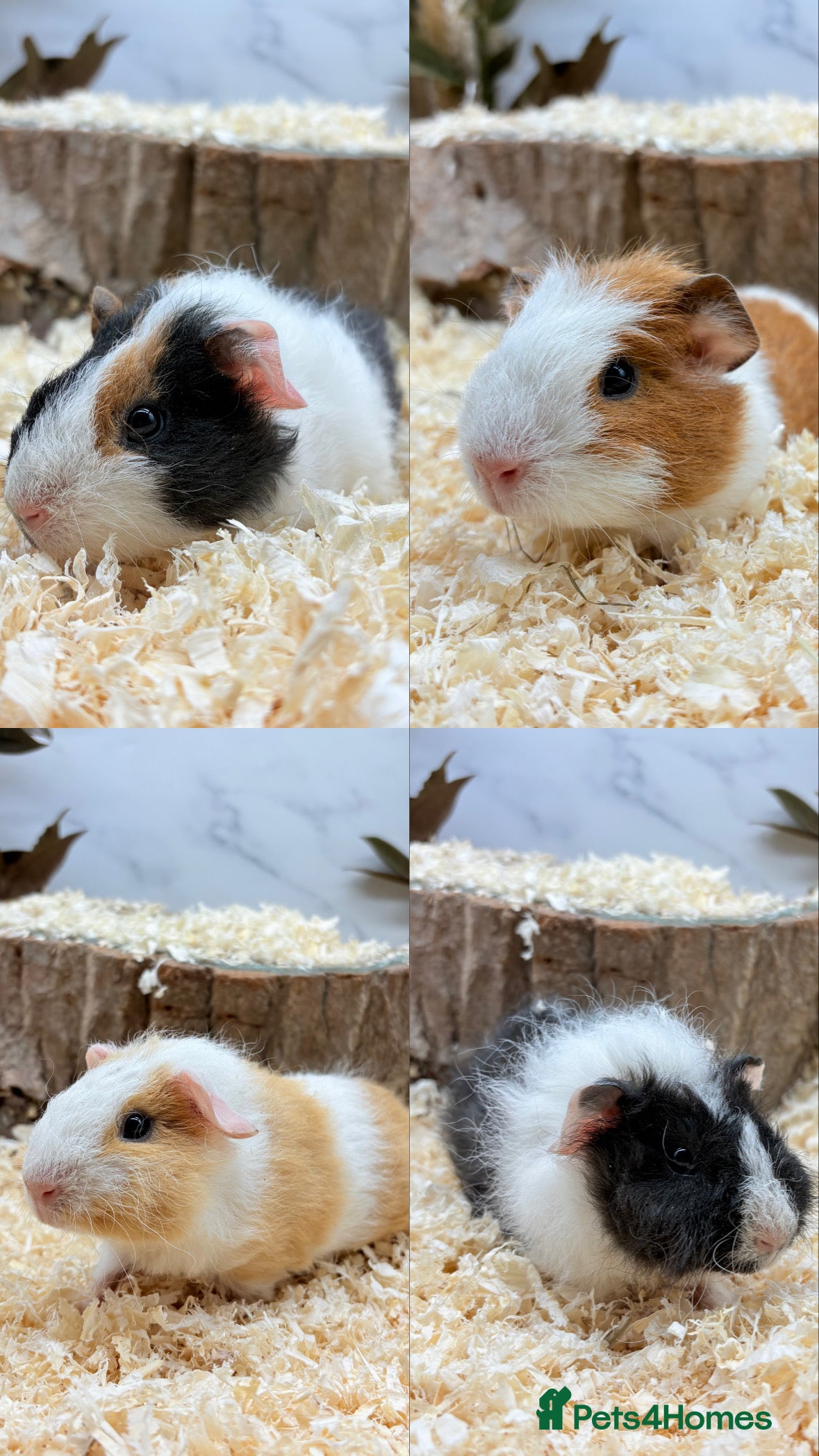Guinea Pig rodents Lakeland Guinea Pigs Available 🩵 - Advert 8