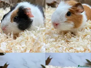 Guinea Pig rodents Lakeland Guinea Pigs Available 🩵 - Advert 8