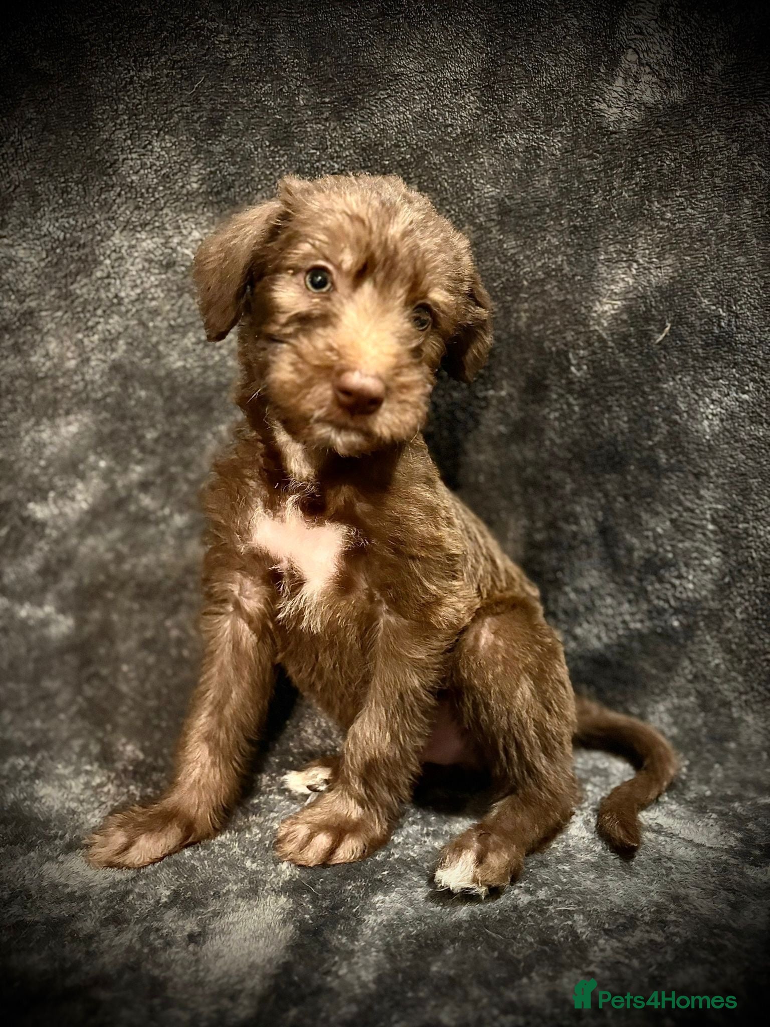 Bedlington Terrier dogs READY NOW Pure Bedlington Whippet Puppies  - Advert 11