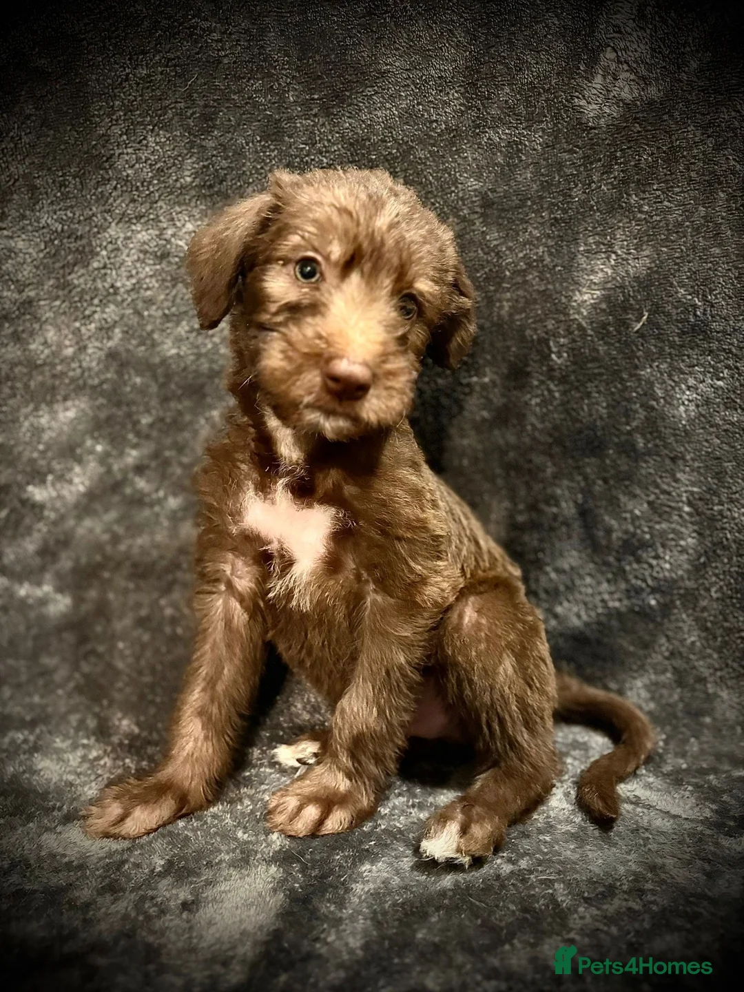 Bedlington Terrier dogs for sale: READY NOW Bedlington Whippet Puppies  - Advert 1