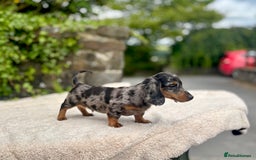 Miniature Dachshund dogs for sale: Long Haired Miniature Dachshunds - READY NOW!! - Image 19