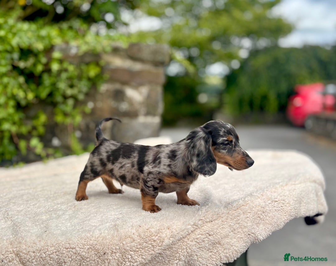 Miniature Dachshund dogs for sale: Long Haired Miniature Dachshunds - READY NOW!! - Image 19