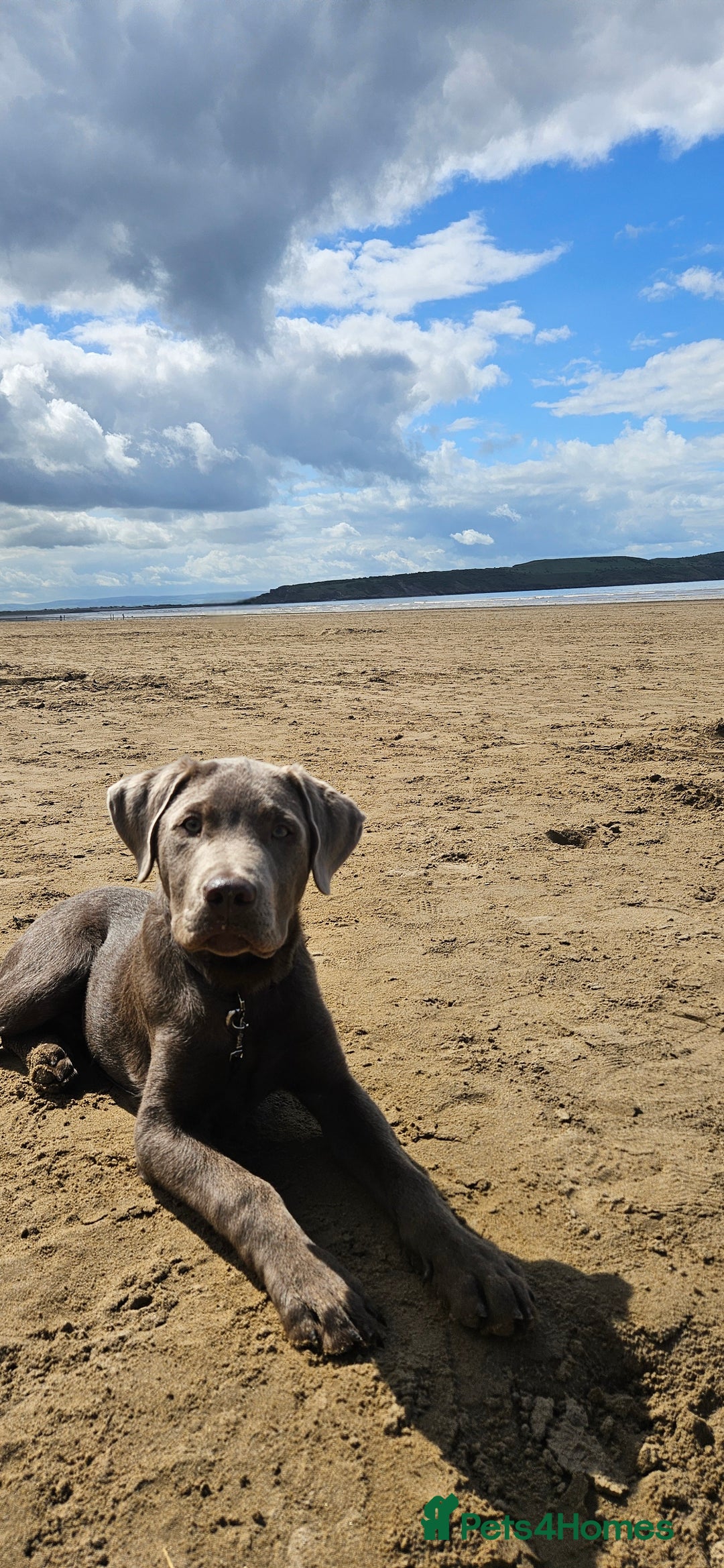 Labrador Retriever dogs for sale: Jax Silver labrador  - Image 4